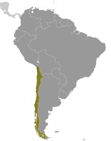 Map Of Chile South America. Continent, South America